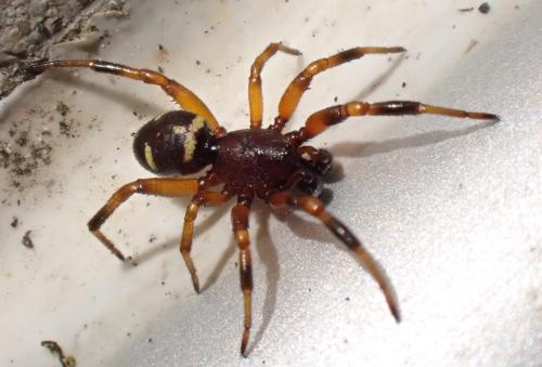 Asagena phalerata